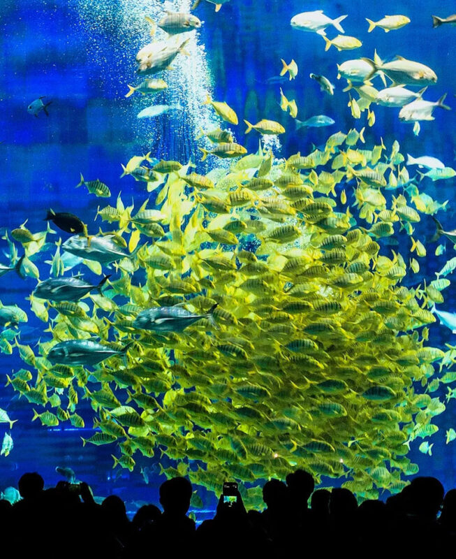 Okinawa Manza-mo, Kouri Island, and Churaumi Aquarium Day Trip | Includes Special Shrimp and Rice Lunch - Churaumi Aquarium: The Major Attraction