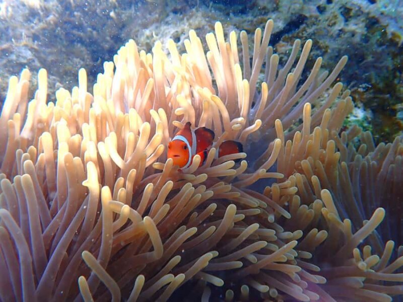 Okinawa MarinSportsSeaWalk in Onna village (free benefits) - Duration, Logistics, and Practicalities