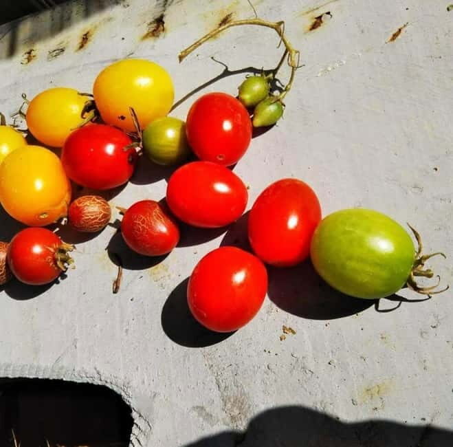 Okinawa: Market Tour and Cooking Class with a Chef - Good To Know