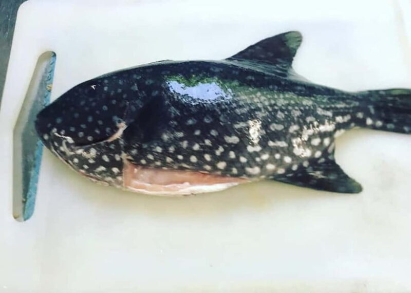 Okinawa: Market Tour and Cooking Class with a Chef - FAQs