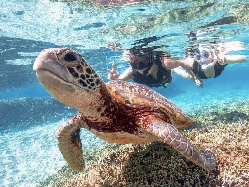 Okinawa: Miyako Island Sea Turtle and Coral Reef Snorkeling Experience - What to know before you book