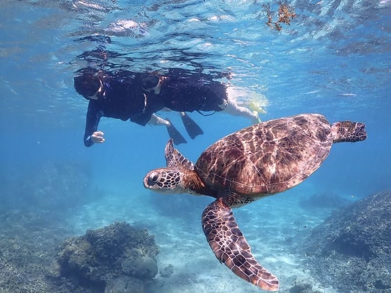Okinawa: Miyako Island Sea Turtle and Coral Reef Snorkeling Experience - Shigira Beach: a short outing with a vivid payoff