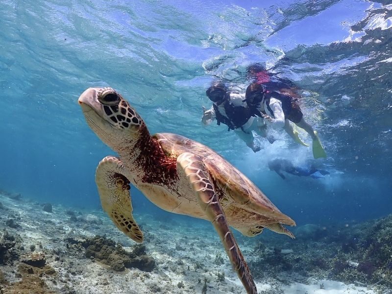 Okinawa: Miyako Island Sea Turtle and Coral Reef Snorkeling Experience - From briefing to the water