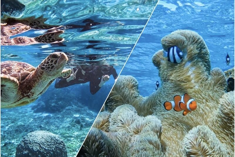 Okinawa: Miyako Island Sea Turtle and Coral Reef Snorkeling Experience - Turtles, reef fish, and responsible wildlife viewing