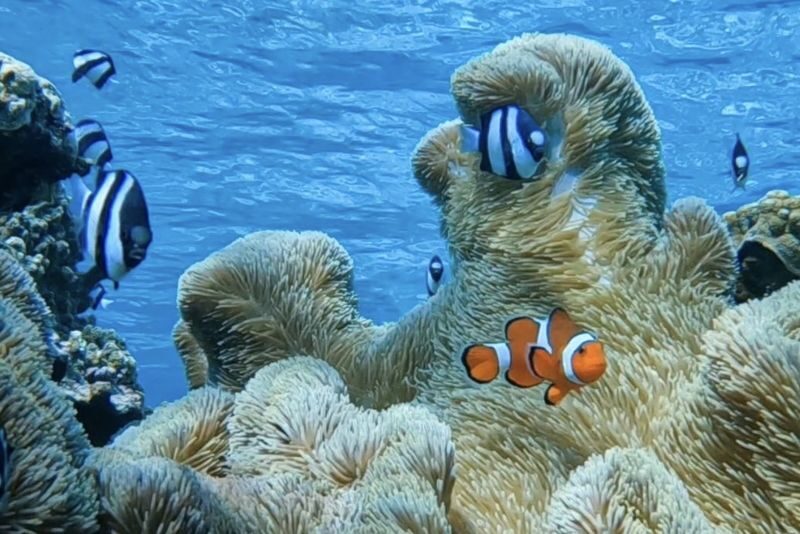 Okinawa: Miyako Island Sea Turtle and Coral Reef Snorkeling Experience - Who will get the most from this tour