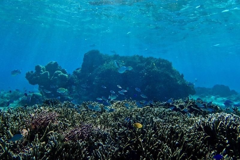 Okinawa: Miyako Island Sea Turtle and Coral Reef Snorkeling Experience - Is it worth booking?