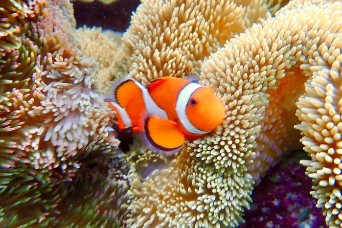 [Okinawa Miyako] Natural Aquarium! Tropical Snorkeling With Colorful Fish! - Exploring the Natural Aquarium