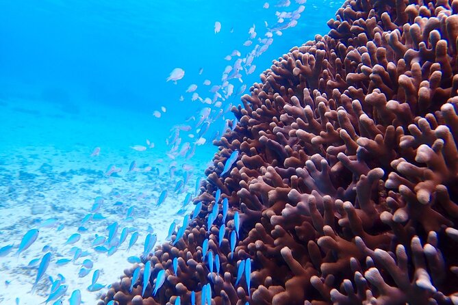 [Okinawa Miyako] Natural Aquarium! Tropical Snorkeling With Colorful Fish! - Tips for a Successful Snorkeling Experience