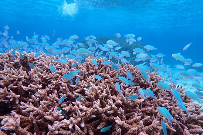 [Okinawa Miyako] Natural Aquarium! Tropical Snorkeling With Colorful Fish! - Best Snorkeling Spots in Okinawa Miyako