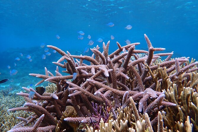 [Okinawa Miyako] Natural Aquarium! Tropical Snorkeling With Colorful Fish! - Equipment Needed for Snorkeling