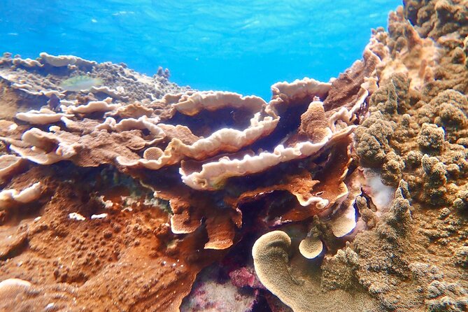 [Okinawa Miyako] Natural Aquarium! Tropical Snorkeling With Colorful Fish! - Safety Precautions for Snorkeling