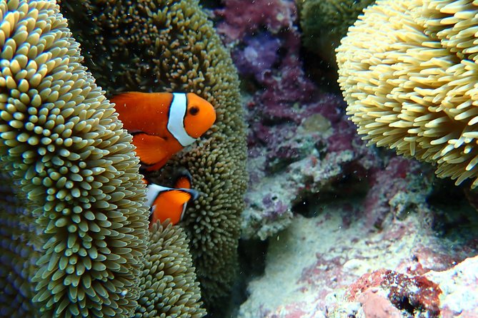 [Okinawa Miyako] Natural Aquarium! Tropical Snorkeling With Colorful Fish! - Recommended Snorkeling Tours in Okinawa Miyako