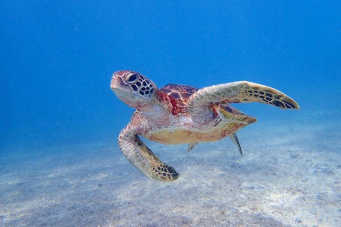 [Okinawa Miyako] Swim in the Shining Sea! Sea Turtle Snorkeling - Accessibility and Transportation