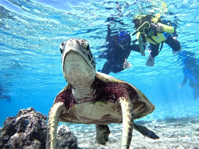 Okinawa Miyakojima Sea Turtle Snorkeling: Japanese and English Diving Guide, Free Photos - Shigira Beach puts the focus on sea turtles