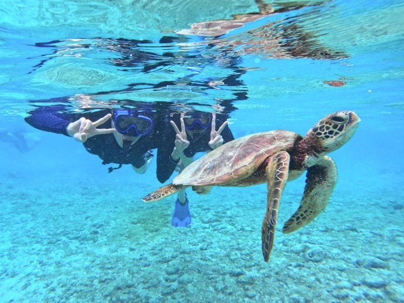 Okinawa Miyakojima Sea Turtle Snorkeling: Japanese and English Diving Guide, Free Photos - What the one-hour outing looks like