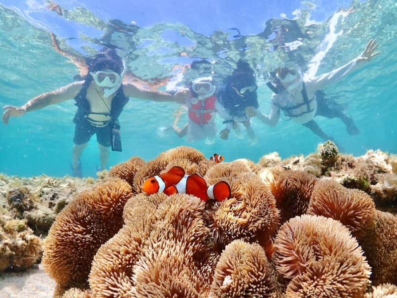 Okinawa Miyakojima: Snorkel Tour with Sea Turtle & Nemo - What Makes This Miyakojima Snorkeling Tour Stand Out?