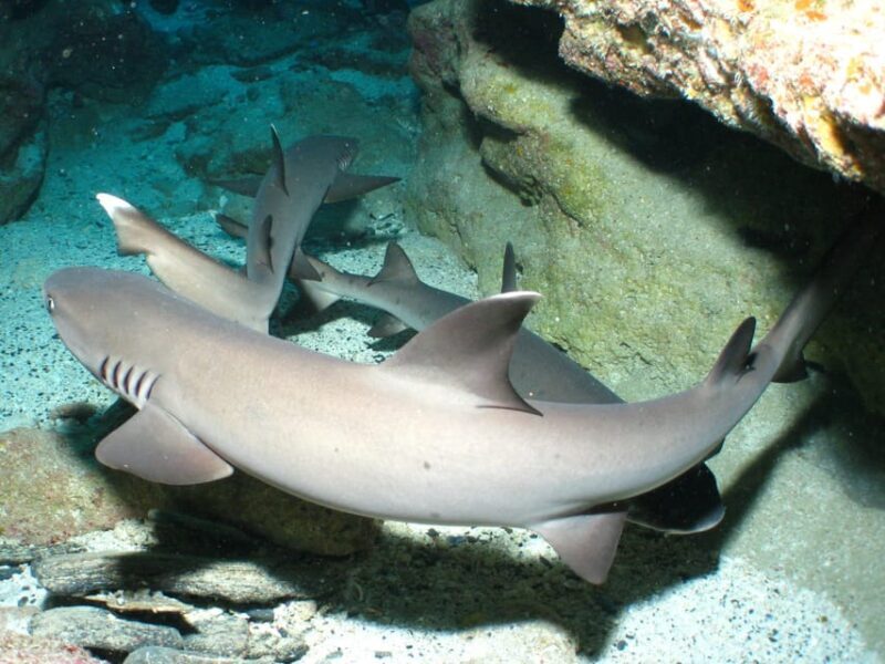 Okinawa: Naha: 1 day Kerama Islands diving license required - Underwater Highlights & Marine Life