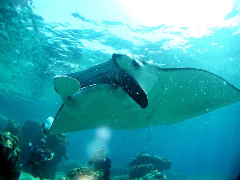 Okinawa: Naha: 1 day Kerama Islands diving license required - Wildlife Encounters Above Water