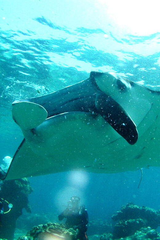 Okinawa: Naha: 1 day Kerama Islands diving license required - Good To Know