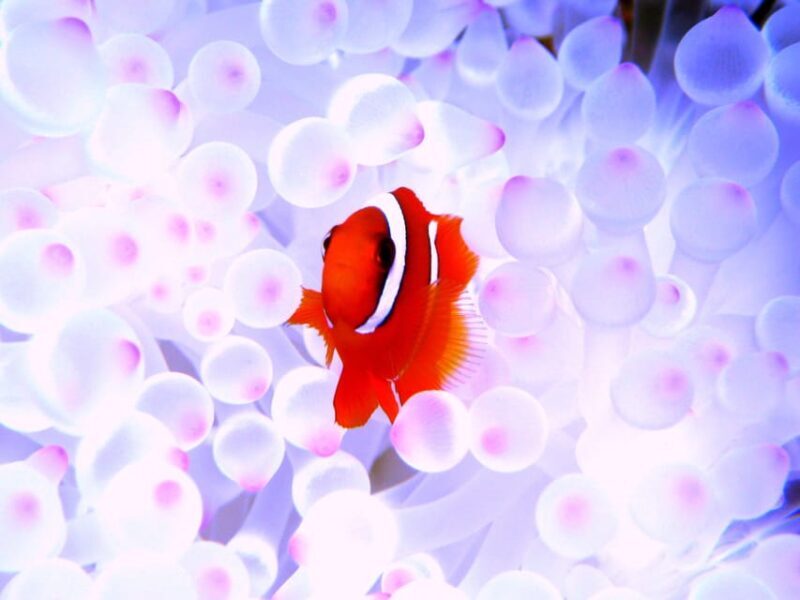 Okinawa: Naha: 1 day Kerama Islands diving license required - Frequently Asked Questions