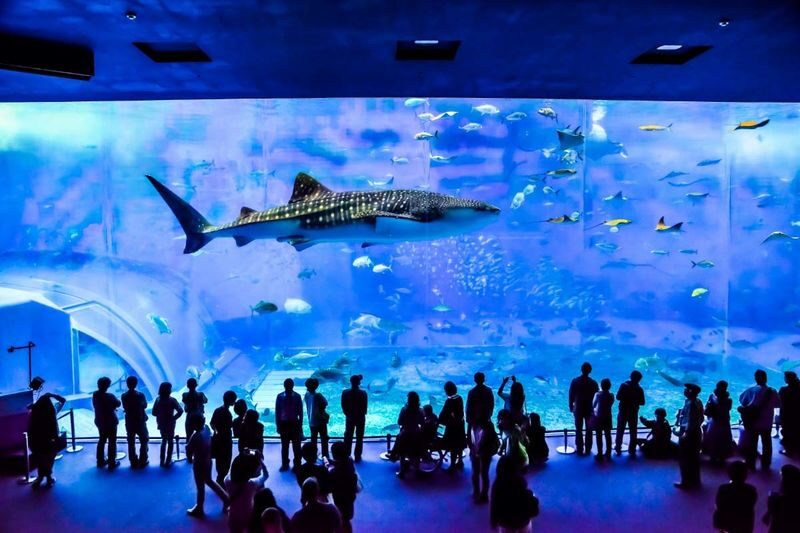 Okinawa North Tour: Okinawa Churaumi Aquarium, Kouri Island, Cape Manza, American Village Day Trip from Naha | Popular Spots in One Trip - One day from Naha, with plenty of road time