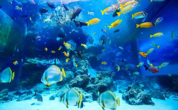 Okinawa North Tour: Okinawa Churaumi Aquarium, Kouri Island, Cape Manza, American Village Day Trip from Naha | Popular Spots in One Trip - American Village: a colorful final stop