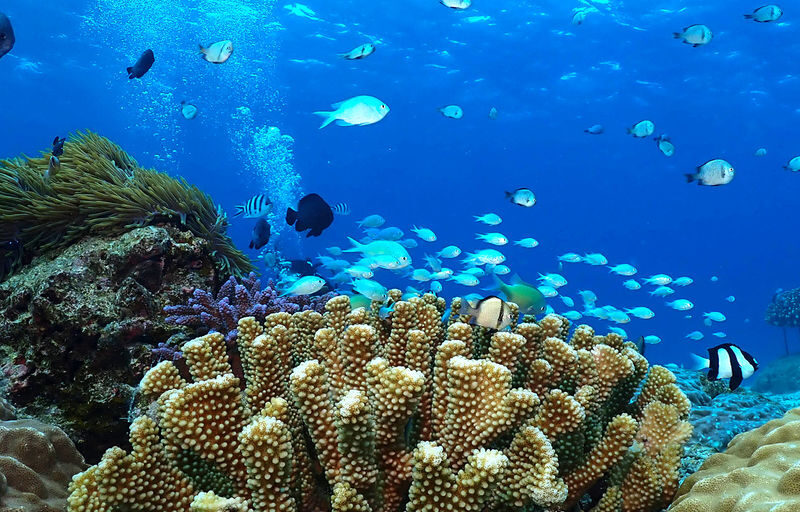 Okinawa: Onna Blue Cave Snorkeling & Diving Experience | Cantonese Instructor - Why the Cantonese instruction matters
