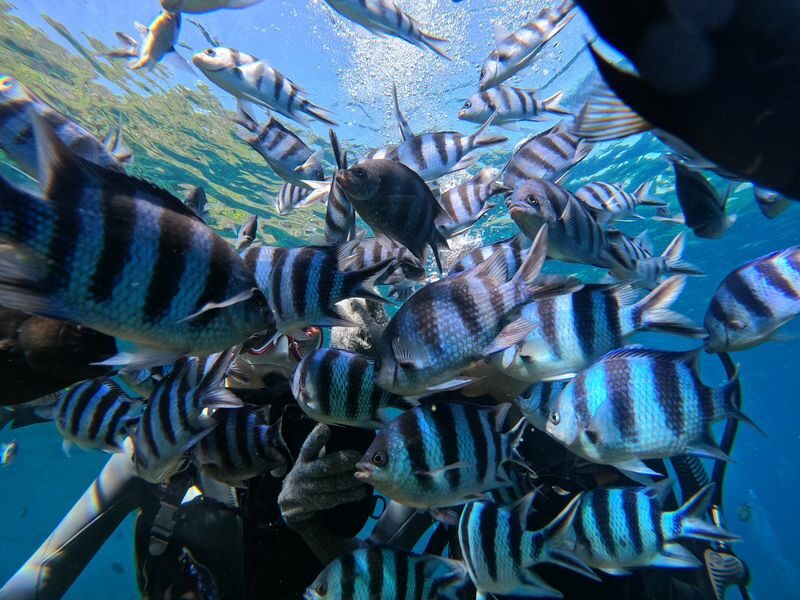 Okinawa: Onna Village Blue Cave Private Snorkel (Free Photo Shoot) - Meeting at Island Club in Onna