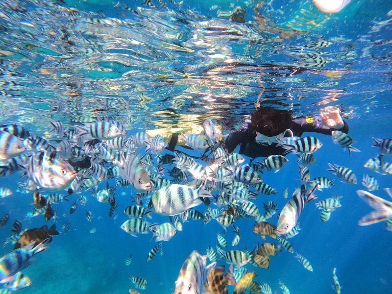 Okinawa: Onna Village Blue Cave Private Snorkel (Free Photo Shoot) - What you may see inside the cave