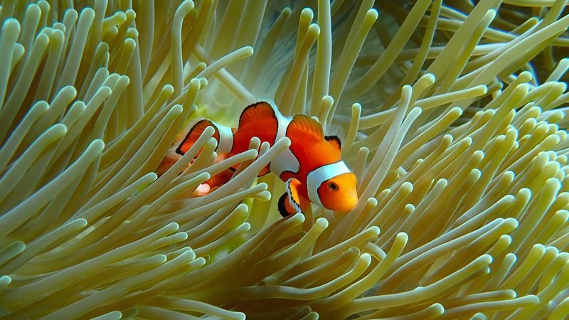 Okinawa: Onna Village Underwater Sea Walk Experience (with free GoPro rental) - Should you book the Onna Village sea walk?