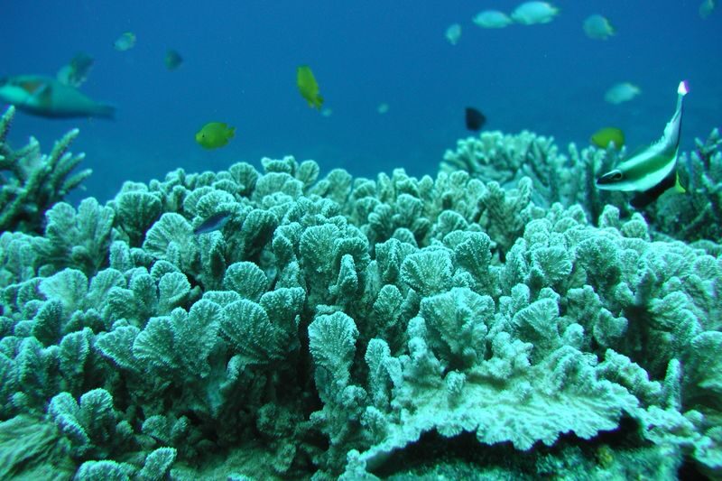 Okinawa Orca Underwater Boat & Teppanyaki Lunch Small Group Tour - Steak or seafood: what comes with lunch