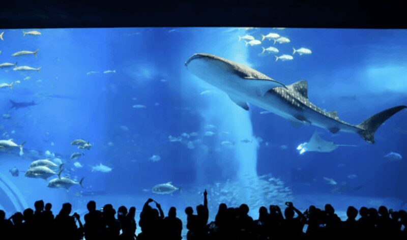 Okinawa Private Custom Tour with Local Guide - What Travelers Can Expect