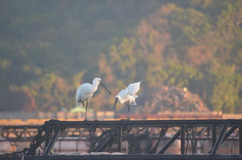 Okinawa: Private Full Circle Island Kayak Tour in English - The Sum Up