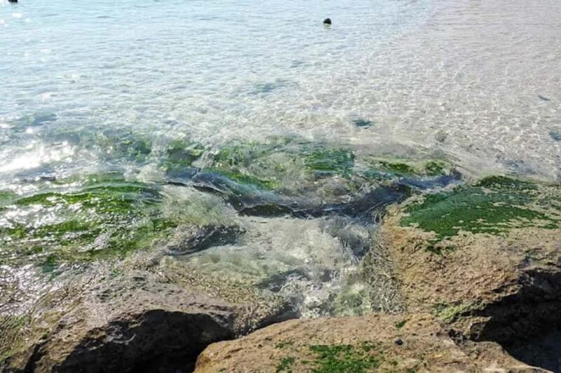 Okinawa: Private Kouri Island, Aquarium & Castle Guided Tour - Final Thoughts