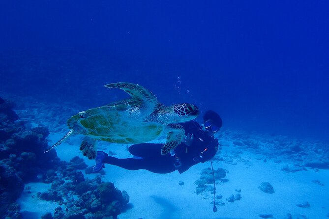 Okinawa Scuba Diving for Certified Divers (3 Boat Dives Lunch) - Dive Schedule and Itinerary