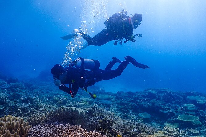 Okinawa Scuba Diving for Certified Divers (3 Boat Dives Lunch) - Reviews and Testimonials
