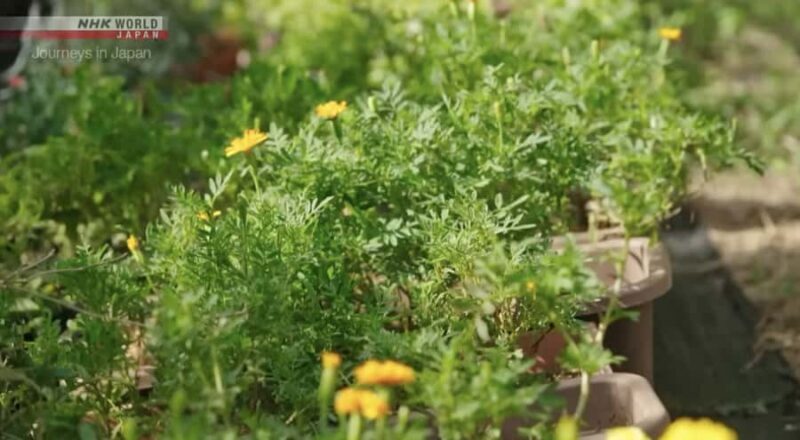 Okinawa: Sesoko Island Longevity Hot Pot Experience - Final Thoughts