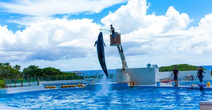 Okinawa Sightseeing Bus : Churaumi Aquarium/Kouri/American - Good To Know