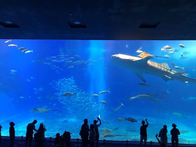 Okinawa Sightseeing Bus : Churaumi Aquarium/Kouri/American - Included Features