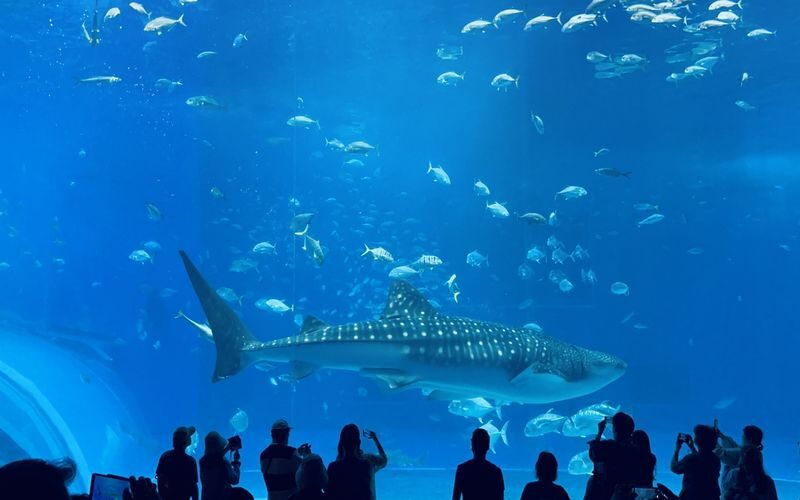 Okinawa Sightseeing Bus North and South Routes 1-Day Tour: Gyokusendo Cave, DMM Kariyushi Aquarium, Senagajima & Cape Manzamo, Churaumi Aquarium, American Village - Okinawa World: cave, village, and a long first stop