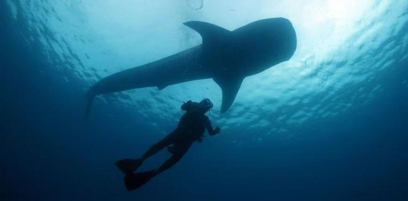 Okinawa Snorkeling/Diving Experience: Blue Cave, Whale Shark, Kerama Islands (Chinese/English Instructor + Equipment Included + Photography) - Whale sharks: a memorable encounter, at a higher price