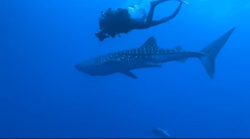 Okinawa Snorkeling/Diving Experience: Blue Cave, Whale Shark, Kerama Islands (Chinese/English Instructor + Equipment Included + Photography) - Kerama: clear water, with a two-person minimum