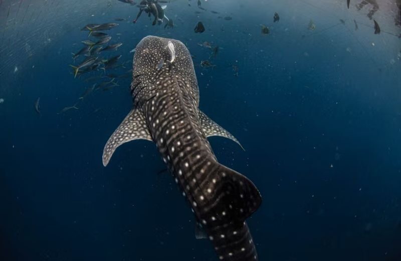 Okinawa Snorkeling/Diving Experience: Blue Cave, Whale Shark, Kerama Islands (Chinese/English Instructor + Equipment Included + Photography) - Safety, age limits and what to bring