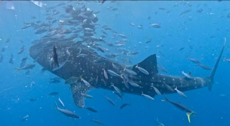 Okinawa Snorkeling/Diving Experience: Blue Cave, Whale Shark, Kerama Islands (Chinese/English Instructor + Equipment Included + Photography) - Is the price worth it?