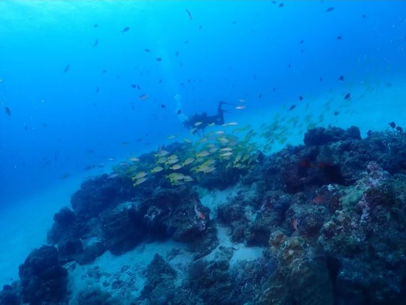 Okinawa Snorkeling/Diving Experience: Blue Cave, Whale Shark, Kerama Islands (Chinese/English Instructor + Equipment Included + Photography) - Should you book it?
