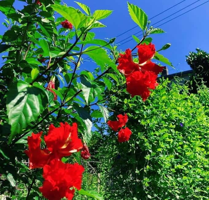Okinawa: Traditional farming experience & cooking and a meal - Good To Know