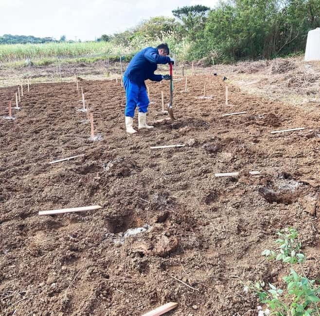 Okinawa: Traditional farming experience & cooking and a meal - Discovering the Heart of Okinawa: Farming and Cooking