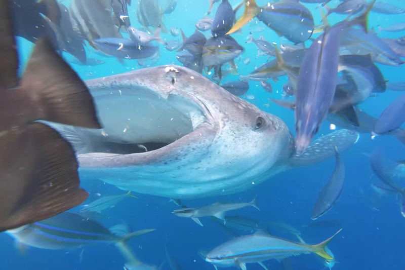 Okinawa Whale Shark Discover Scuba Diving Experience - What the whale shark encounter involves