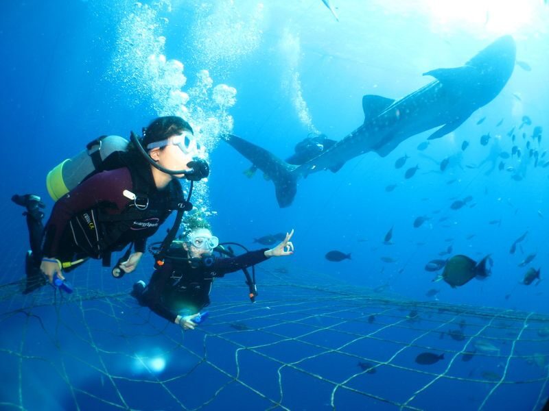 Okinawa Whale Shark Encounter Experience - Key points to know before you book