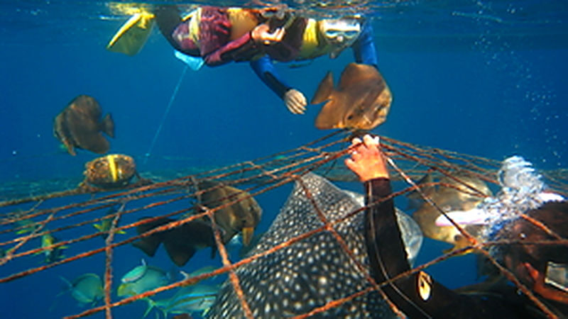 Okinawa Whale Shark Encounter Experience - A close encounter, not a wild sighting